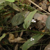 Murdannia zeylanica (C.B.Clarke) G.Brückn.